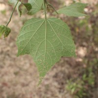 Hibiscus platanifolius (Willd.) Sweet